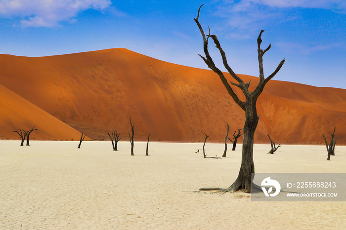 Dead Vlei（Namib Naukluft公园）-纳米比亚-非洲