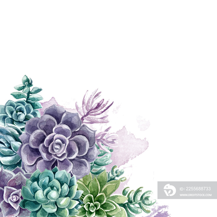 Succulents painted with watercolor on a white background. Color cacti. A stone rose. Flowers from th