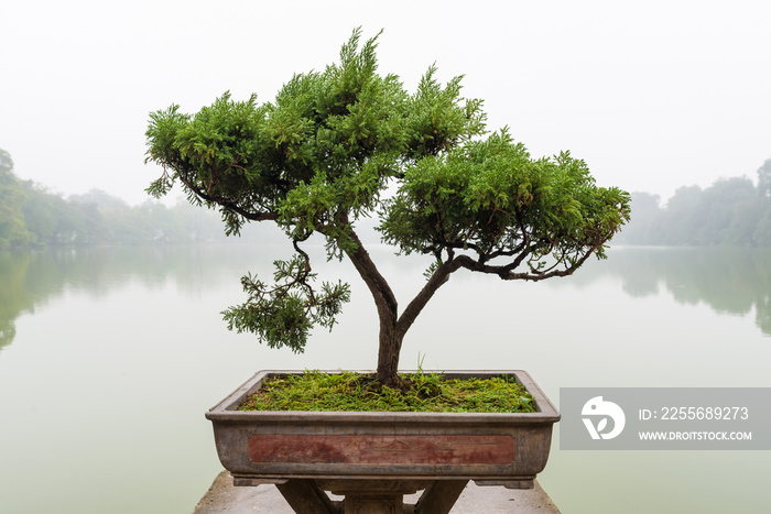 禅宗花园盆栽的日本盆景树盆景是一种日本艺术形式，使用的是室内种植的树木