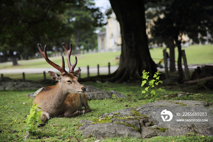 Wild deer in nara city Japan