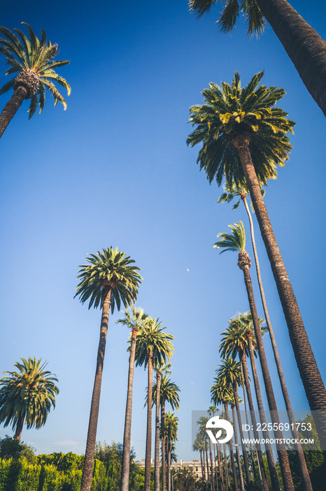 Sunny palms of Beverly Hills in Los Angeles