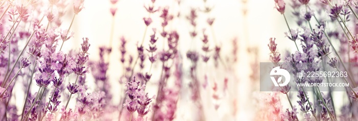 Selective and soft focus on lavender flowers, lavender flower in flower garden