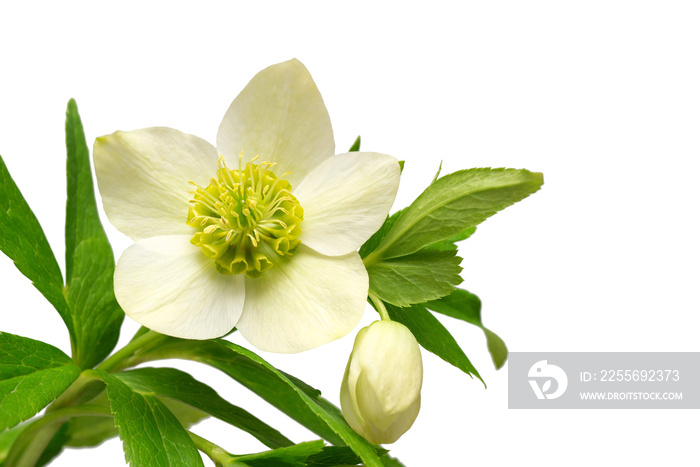 白色背景上隔离的花朵hellebore花束。平面布置，俯视图