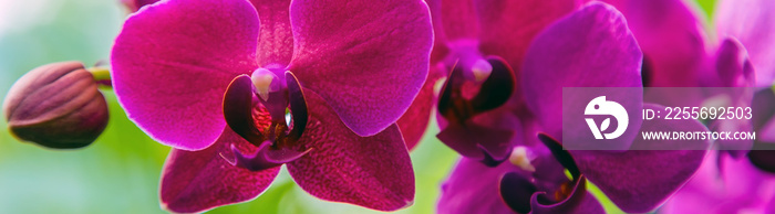 Orchid flower banners