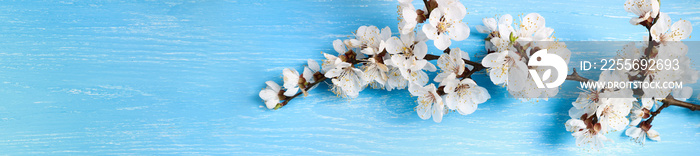 美丽的花朵春天抽象背景，花朵盛开。春天的树枝上有白樱桃b