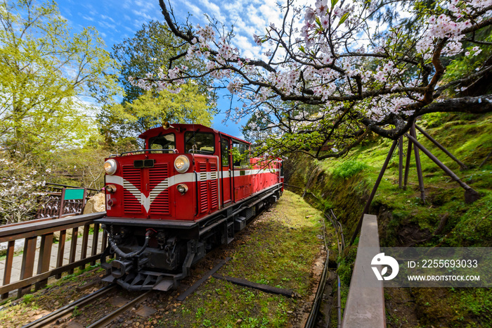 阿里山国家风景名胜区春季阿里山森林列车。（焦点花）