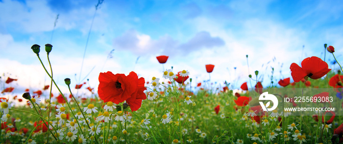 Beautiful poppy and daisies field . Summer background.