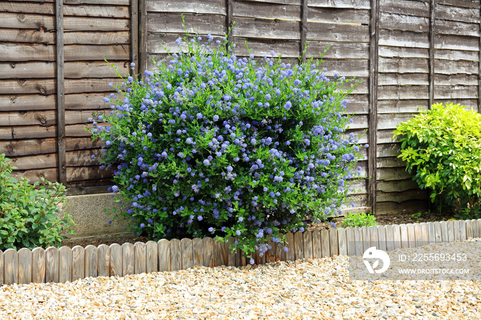 A Ceanothus Shrub Blooming In A Garden Border |Against A Wooden Fence.