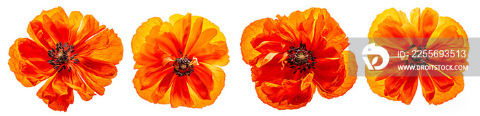 red poppy isolated on a white background