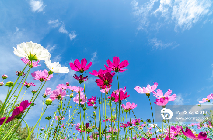 Landscape nature of beautiful cosmos flowers field under bluy sky background