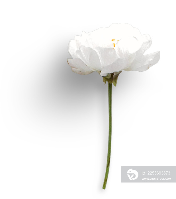 Cherry Blossom Flatlay White