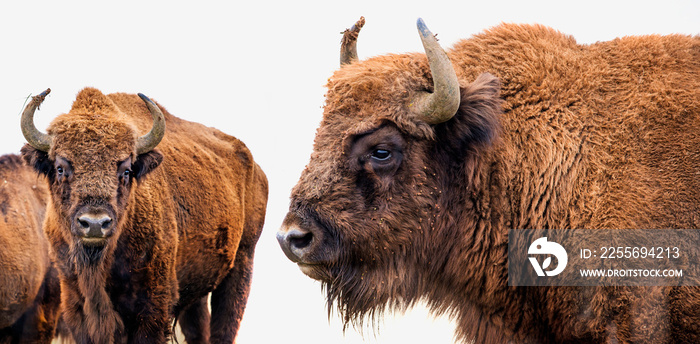 Bison bonasus - European bison - isolated on white