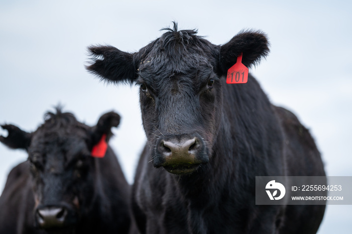 Beef cows and calfs grazing on grass in south west victoria, Australia. eating hay and silage. breed