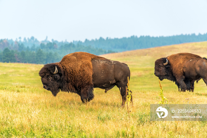 南达科他州卡斯特州立公园的两头野牛