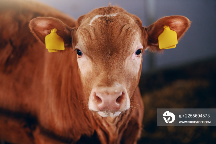 Close up of cute curious calf with tags on ears looking at camera. Byre interior.