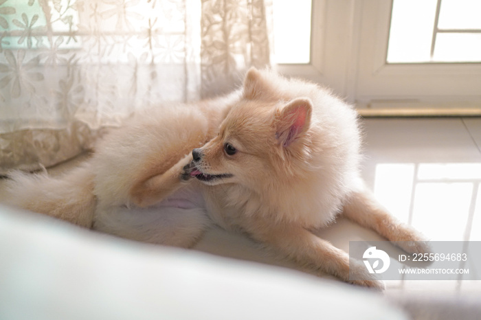 波美拉尼亚犬或小型犬躺在地板上挠鼻子