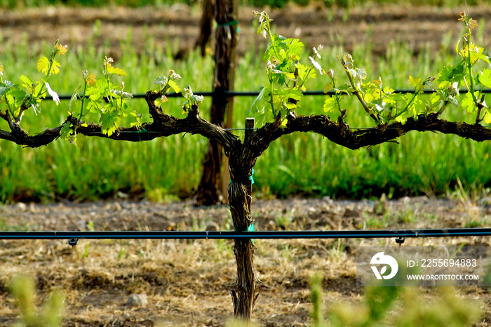 Closeup of Espaliered Grapevine, Napa Valley, California