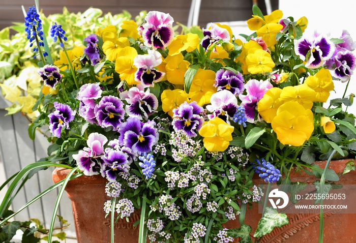 カラフルな春の花の寄せ植え