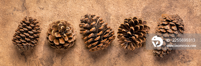 row of  pine cones against bark paper