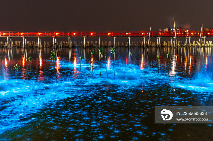 A beautiful scene of illuminate bioluminescent plankton glow blue fluorescent in night sea water at 