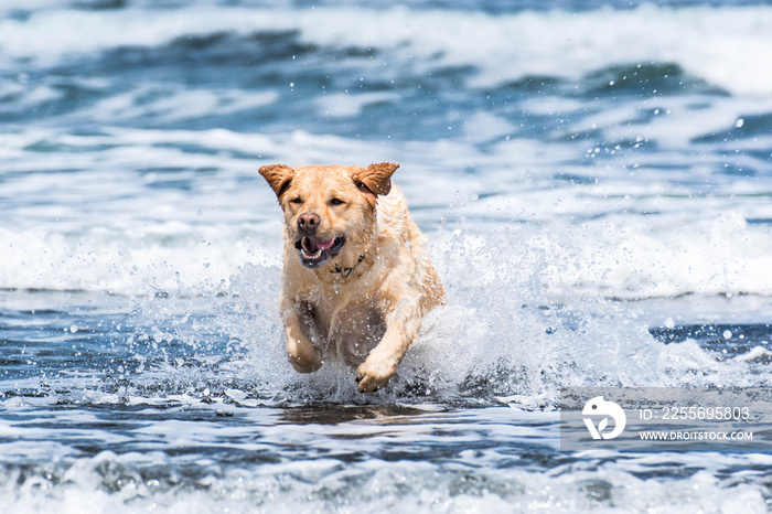 Perro disfruta del mar corriendo en la playa