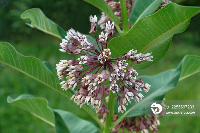 Common milkweed (Asclepias syriaca). Called Butterfly Flower, Silkweed, Silky Swallow-wort and Virgi