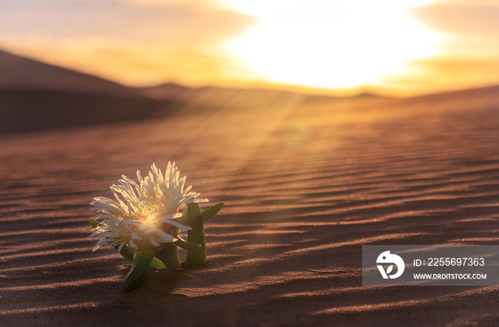 yellow flower grows on a sand dune in the Namib desert