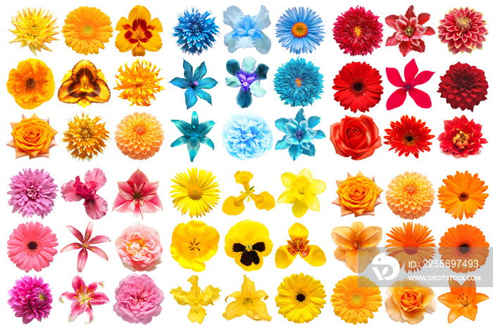 Big collection of various head flowers orange, yellow, pink, blue and red isolated on white backgrou