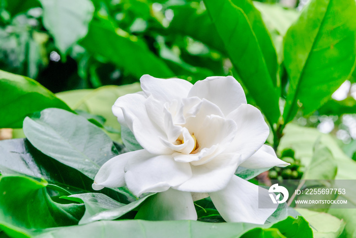 栀子花（Gardenia Jasminoides或Cape Jasmine）在树枝背后的绿色花园中绽放