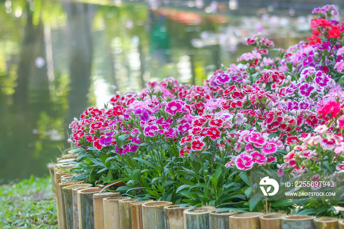 花园中盛开的多色石竹花，自然图案背景