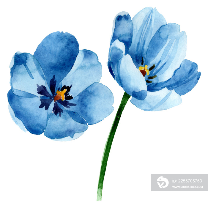Blue tulip floral botanical flowers. Watercolor background illustration set. Isolated tulip illustra