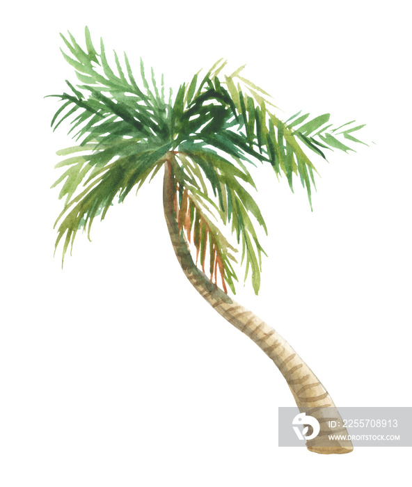Watercolor coconut tree with leaves on a white background for design compositions on the theme of su