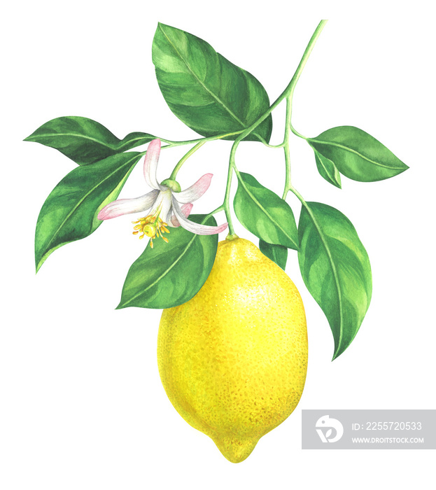 Watercolor lemon branch with flower on white background