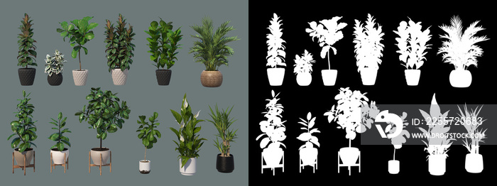 Various types of decorative plants and potted plants