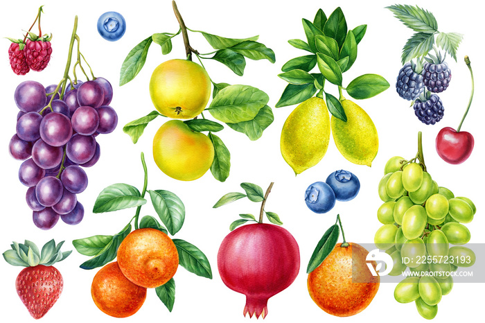 Watercolor botanical fruit apple, grape, orange, lemon. Berries Strawberry, raspberry, blackberry an