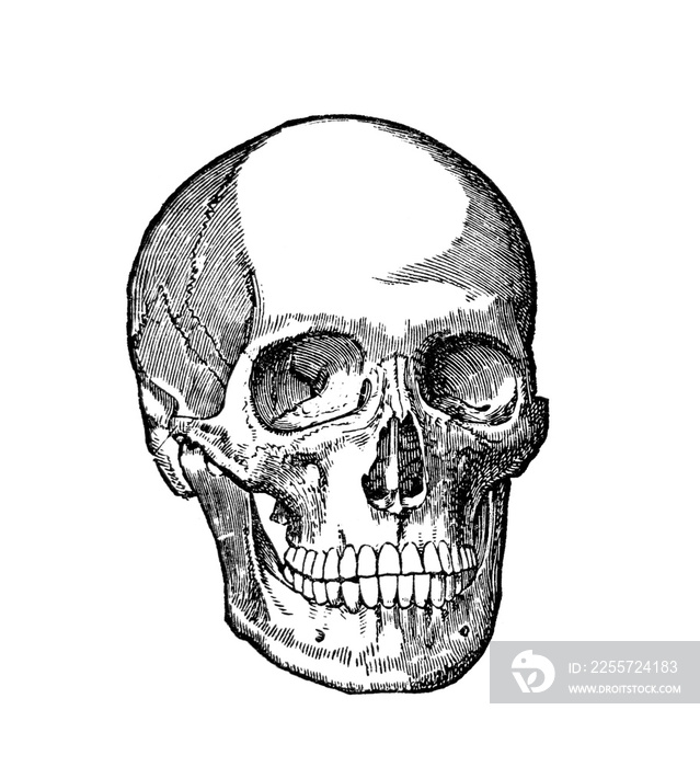 人类头骨插图。黑白医学科学图。线条艺术