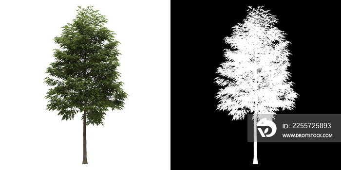 树（Quercus Palustris）png的前视图，带有alpha通道，以3D渲染的方式剪切