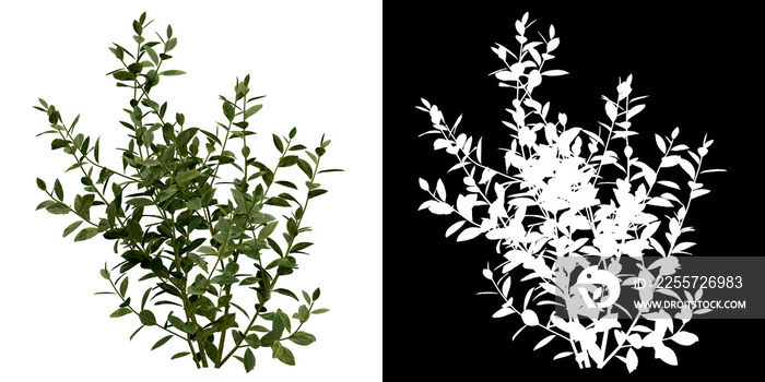 Front view of plant (Vaccinium) png with alpha channel to cutout 3D rendering