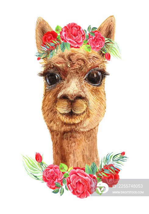 Cute Lama with red roses and floral elements. Isolated element. Stock illustration. Hand painted in 