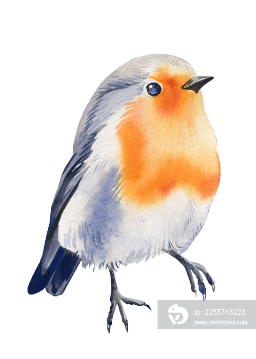 Watercolor illustration with robin. Christmas bird isolated on white background. Winter animal