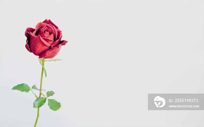 red rose on a white background