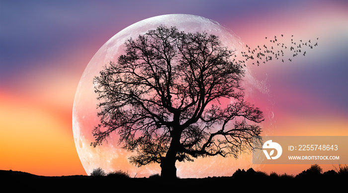 背景是一棵孤独的树，背景是令人惊叹的日落时的大满月。thi元素