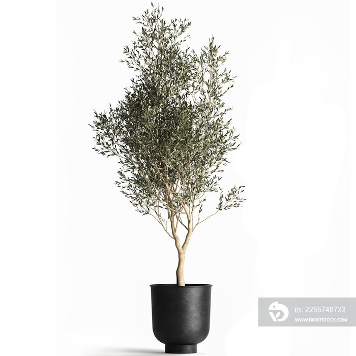 3D illustration of olive tree in a black flowerpot isolated on white background