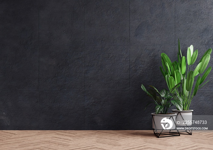 Empty room concrete wall with beautiful plants placed on the floor to the side.3d rendering.