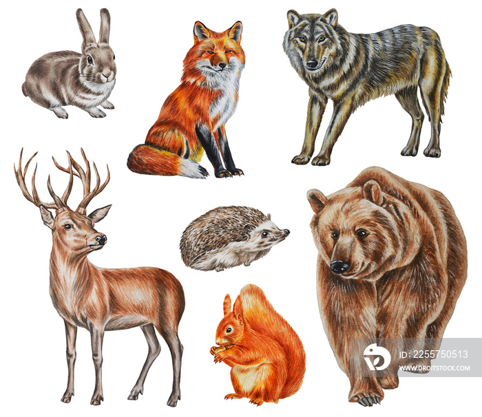 A set of forest animals: bear, hare, fox, wolf, deer, hedgehog, squirrel. Watercolor. Illustration. 