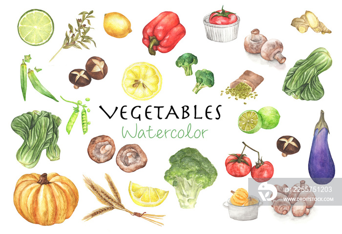 水彩蔬菜集。手绘新鲜食品设计元素隔离在白色上