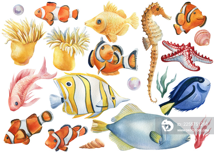 Marine life. Seashells, fish, algae, seahorse, starfish on an isolated white background, watercolor 