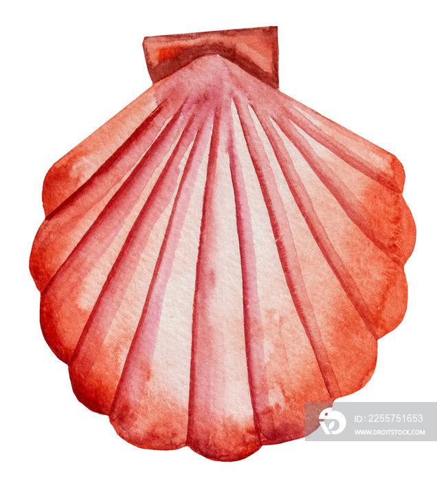 手绘水彩红色扇贝贝壳插图