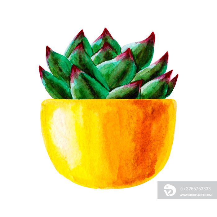 Exotic green succulents . Tropic succulent in pots. Watercolor hand drawn botanical illustration. Cl