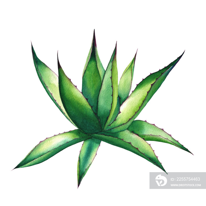 Agave, aloe, watercolor illustration